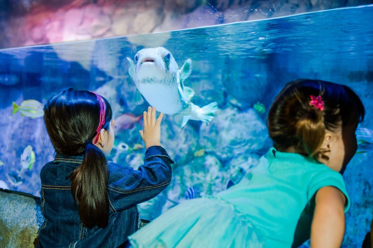 PEPPA PIG World of Play Dallas & SEA LIFE Grapevine Aquarium: Entry Ticket - Photo 1 of 6